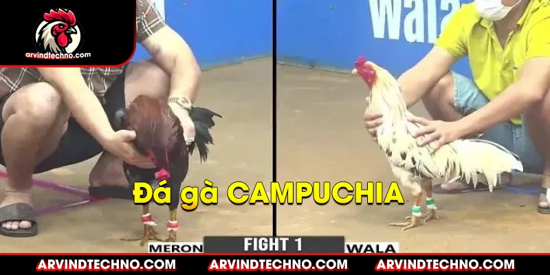 đá gà campuchia