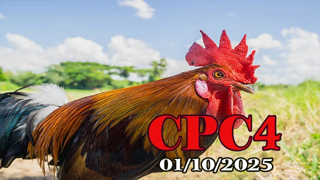 Đá gà C4 Thomo phát lại hôm nay 01/10/2025