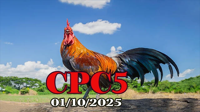 Full clip đá gà Thomo C5 ngày 01/10/2025