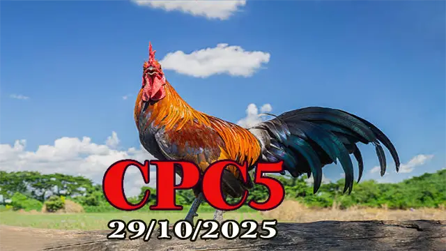 Clip phát lại đá gà trực tiếp C5 hôm nay 29/10/2025