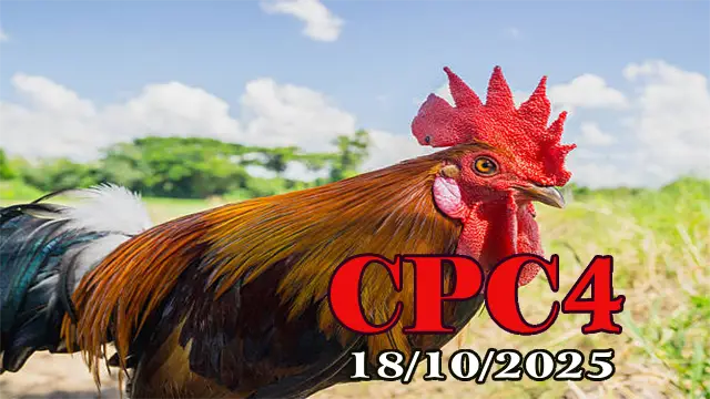 Xem lại đá gà Thomo hôm nay C4 ngày 18/10/2025