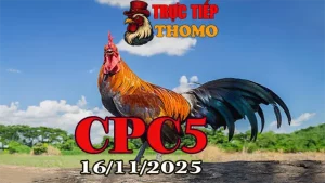 Clip trực tiếp đá gà CPC5 hôm nay 16112025 chất lượng HD