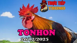 Tổng Hợp Video Clip Đá Gà Tonhon 26122025
