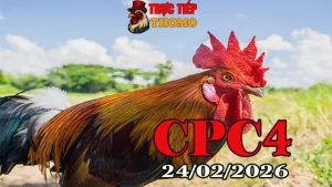 Xem lại video đá gà trực tiếp CPC4 ngày 24022026 full trận