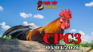 Tổng hợp clip đá gà trực tiếp CPC3 ngày 05032026 – Đá gà Thomo full trận