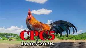 Trực tiếp video đá gà CPC5 hôm nay 18032026 – Video HD