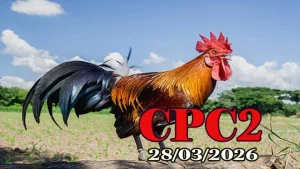 Video Full Clip Đá Gà Thomo CPC2 Ngày 28032026