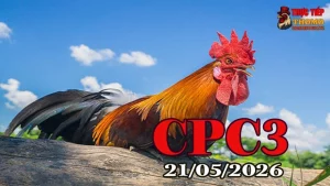 Xem clip đá gà thomo CPC3 hôm nay 21052026