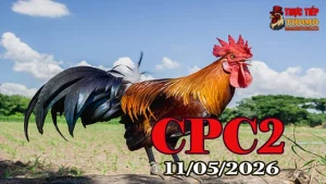 Xem clip đá gà trực tiếp CPC2 ngày 11052026