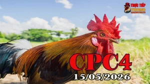 Xem video đá gà thomo CPC4 ngày 15052026