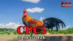 Xem video đá gà trực tiếp CPC5 hôm nay 21052026